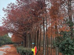 -上海海湾国家森林公园