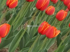 -长春公园(普阳街道)