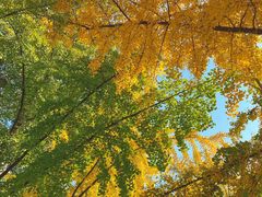 -三里屯东五街银杏大道