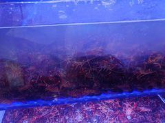 -虾铺子龙虾·私房菜(金源花苑店)
