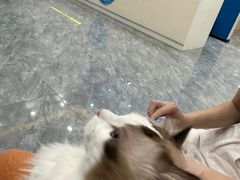 -芭比堂动物医院·CT·微创中心(新顺分院)
