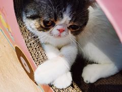 -瞄一喵猫咖(格力海岸店)