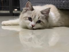 -lincat·猫舍(广州店)