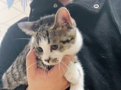 -瑞派·关忠动物医院·猫专科·犬专科(三环新城店)