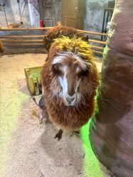 -Zoolung Zoolung动物主题公园(海信广场店)