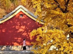 -遵化市禅林寺古银杏风景园