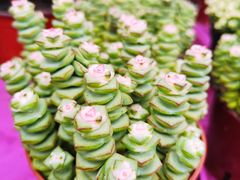 -秦美花卉(天朗·莱茵小城2期店)