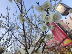 -无锡梅园公园