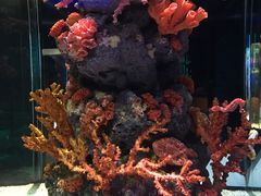 -暹罗海洋世界