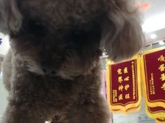 -全心全意连锁动物医院·微创中心·内科急重症·心脏专科(丰管路店)