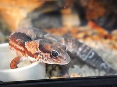 -酷以爬仙阁实体爬宠店·守宫·蜥蜴·专业繁育