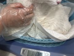 -纳吉亚猫专科动物医院·北北分院