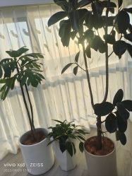 -HEYAN荷妍专业脱毛连锁机构