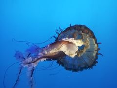 -太平洋海底世界