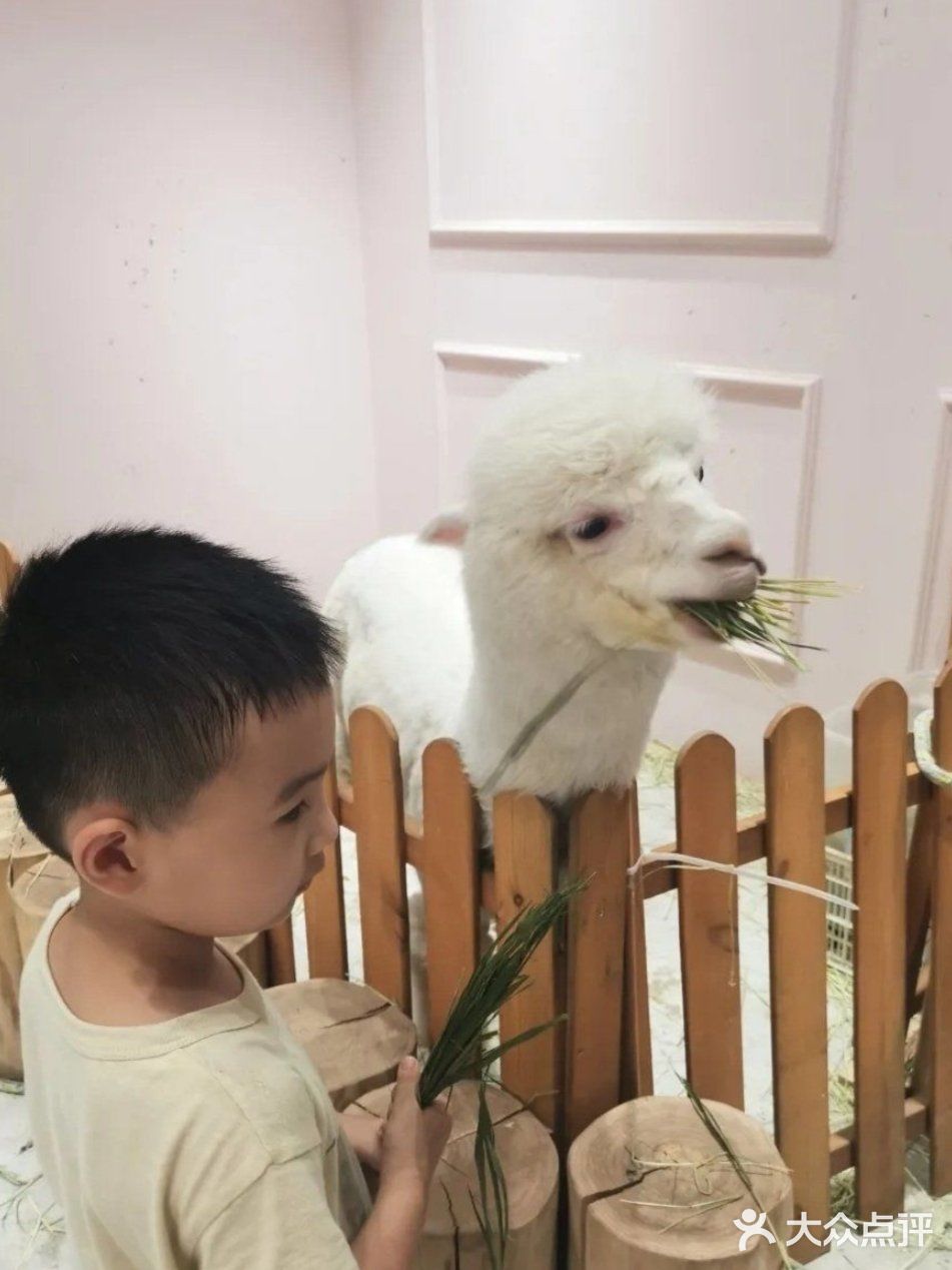 暑假美好时光，快来和萌宠一起度过吧！