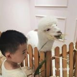 暑假美好时光，快来和萌宠一起度过吧！