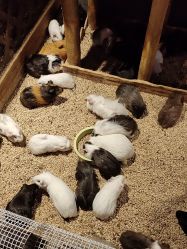 -酷嗒动物文化乐园(cutezoo西溪乐天城店)