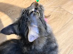 -Pets First伊珊娜洗护·精致美容·家庭式寄养(新会路店)