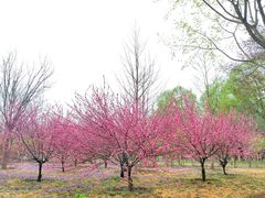 -东郊湿地公园