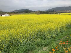 -光明小镇欢乐田园