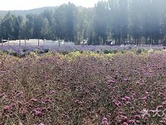 -紫海香堤香草艺术庄园