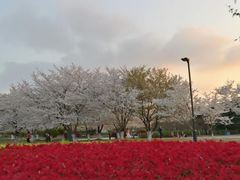 -苏州上方山国家森林公园