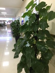 -成都军建医院·疤痕诊疗中心