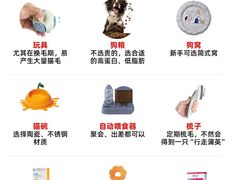 -宠爱多约克夏马尔济斯泰迪小型犬专卖