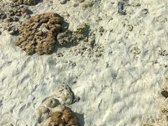 -珊瑚岛