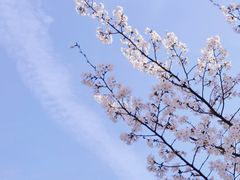 -高东镇樱花园