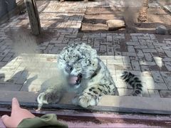 -青藏高原野生动物园