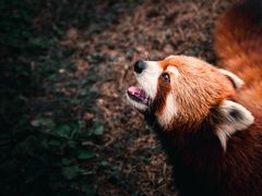 -黔灵山公园