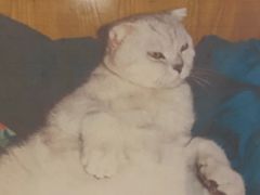 -Mr.Fox狐狸先生超级密室(南山店)