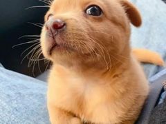 -Apple零售店(成都太古里店)