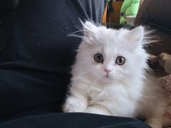 -欣宠猫屋·矮脚拿破仑·蓝金金渐层