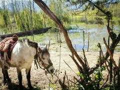 -泸沽湖国家级风景名胜区走婚桥