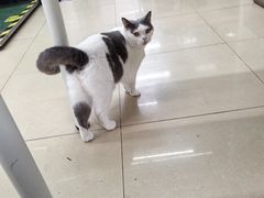 -瑞派动物医院·猫专科·至诚(江南中分院)