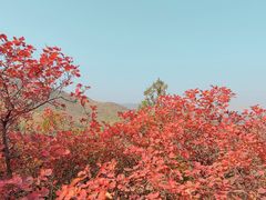 -北京西山国家森林公园