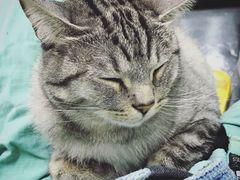 -菠萝格斗巴西柔术训练馆