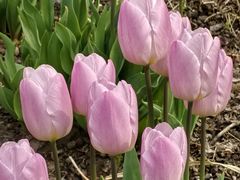 -上海植物园-4号门售票处