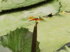 -五缘湾湿地公园