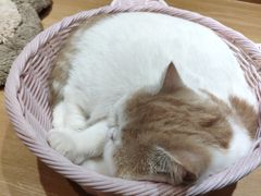 -滚猫咖啡·猫咖·猫友好撸猫(未来城店)