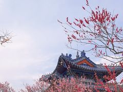 -梅花山(明孝陵内)