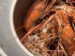 -隅乐胡椒虾·台湾菜·团建(皇岗店)