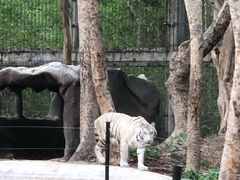 -清迈夜间动物园