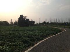-田园东方蜜桃村的田野营地