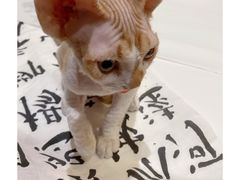 -关爱宠物医院·猫科中心·消化科(滨湖万达分院)