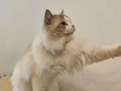 -有喵·猫咖·狗咖·30几只猫10只小狗(岗厦店)