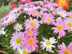 -双季花艺园艺市场(浦东店)