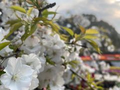 -南山植物园